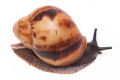 Archachatina marginata marginata Cameroon juvenil